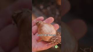 Planting Fall Bulbs Tips for a Stunning Spring Garden [upl. by Reynard684]