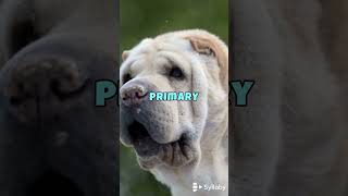 Unveiling the Shar Pei Discover Loyalty Like No Other [upl. by Eleanor]