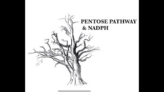 Pentose pathway and NADPH [upl. by Enneire]