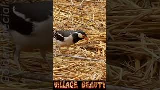 Lovely Village Bird GoldenExtra birds villagelife goldenspecial zoomtest heyyy [upl. by Htiekram372]