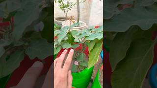 iPhone XS video quality sabji harvesting 🥬🍆plants garden appleiphone iphone love flowers ￼￼ [upl. by Yekcim]