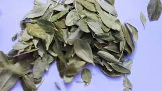 The Health Benefits of Buchu Tea [upl. by Ebenezer]