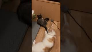 Kitten fight 😂cat kitten funny [upl. by Eugaet]