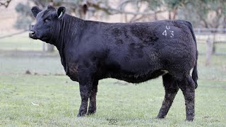 Lot 14 ZMJPU043 VC Simmentals Spring Bull amp Female Sale 2024 [upl. by Marquardt]