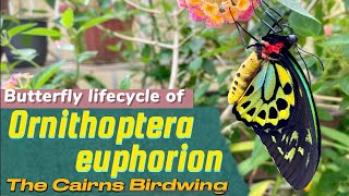 “Special edition”Butterfly lifecycle of Ornithoptera euphorionbirdwingbutterflies蝴蝶insects [upl. by Sandie]