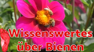 Warum wir Bienen dringend brauchen  Barfuß in Paris Tag 3  ReiseVlog [upl. by Asilenna]