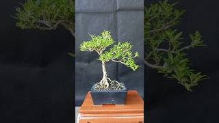 serbin seribu bintang serissa bonsai shorts bonsaiserbin bonsaimini bonsaiseribubintang [upl. by Rennane]