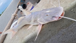 PESCA EN EL RIO PARANA Armado gigante paty moncholos mojarras [upl. by Ashien303]