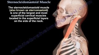 Anatomy Of The Sternocleidomastoid Muscle  Everything You Need To Know  Dr Nabil Ebraheim [upl. by Adali780]