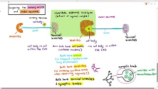 153 Sensory Neurone amp Motor Neurone Cambridge AS A Level Biology 9700 [upl. by Julie168]