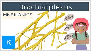 Brachial plexus mnemonics  Human Anatomy  Kenhub [upl. by Naaitsirhc]