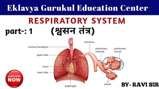 Respiratory system  Human respiratory System  inhaled amp exhaled of gases  श्वसन तंत्र [upl. by Aihsekal]