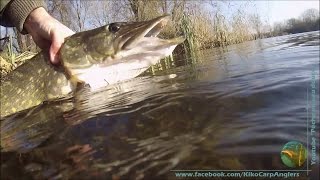 UNDERWATER 90cm PIKE ATTACK IN CLEAR WATER [upl. by Dominic123]