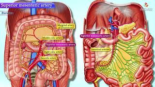 Superior Mesenteric Artery Anatomy  Animated Gross anatomy of Abdomen [upl. by Marlon]