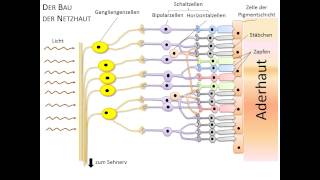 Sehfehler des Auges  Biologie  Mensch [upl. by Alial]