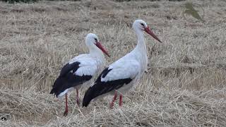 White Stork  Ooievaar  Ciconia ciconia [upl. by Eneluqcaj8]