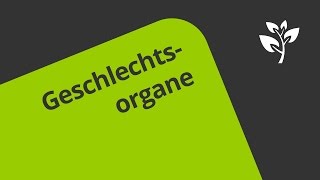 Geschlechtsorgane des Mannes  Überblick  Biologie  Humanbiologie [upl. by Aissila]