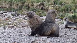 Fur Seals South Georgia [upl. by Upali]