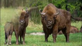 Parki Narodowe w Polsce  15 Białowieski Park Narodowy [upl. by Adnilak]