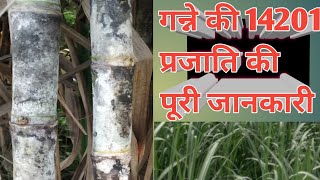 14201 sugarcane variety benifit गन्ने की 14201 प्रजाति की पहचान  14201🎋cane 14201 vareity [upl. by Rockie27]