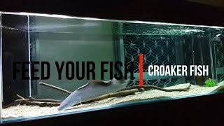 Feeding  Croaker Fish [upl. by Sherl485]