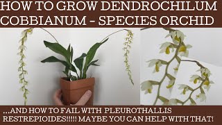 How to grow Dendrochilum cobbianumand my epic FAIL with Pleurothallis restrepioides [upl. by Vaden]