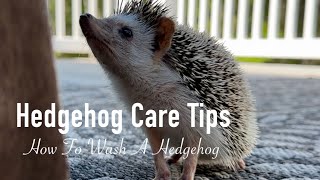 How To Wash A Hedgehog  Mushoo Gets A Bath amp Air Dry On The Deck [upl. by Otrebogir734]