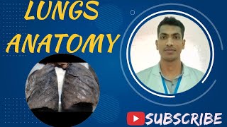 Lungs Viscera Bangla Demo Thorax Anatomy anatomy prof mbbs viva thorax viscera [upl. by Thormora]