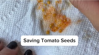 Saving Tomato Seeds An Alternative Way From the Fermentation Method [upl. by Nahtnhoj349]