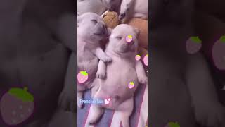 They’re so eepy🥹♥️ pibblelife gmail cutepuppy frenchbull frenchbulldog frenchbulldoglife [upl. by Assilen]