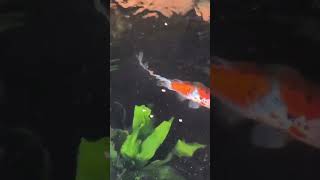 Taking care of Shubunkin Goldfish  planted indoor goldfish pond [upl. by Hardi]