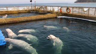 WALGEFÄNGNIS Alle Belugas und Schwertwale in Freiheit entlassen [upl. by Bakerman]