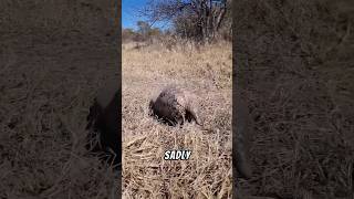 Pangolin are Unique pangolin wildlife animals facts nature [upl. by Landan]