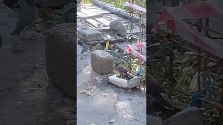 Starlings taking bath amp drinking water  Sparrows  Mountain Village  Nature Buddies ytshorts uk [upl. by Suiravaj977]