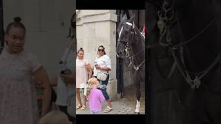 Horse nibbles on their heads royalhorseguard [upl. by Hugibert849]