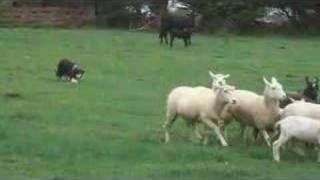 Border Collie Herding Sheep [upl. by Ewer]