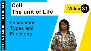 Cell  The Unit of Life  NEET  Lysosomes  Types and Functions  Neela Bakore Tutorials [upl. by Boesch955]