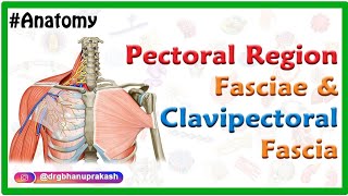 Pectoral region fasciae and Clavipectoral fascia Anatomy  Usmle mbbs and Neet pg [upl. by Ahsinelg]