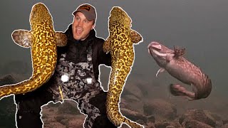 ICE FISHING for Burbot Eelpout  Underwater Footage  Locations Tips amp Tricks [upl. by Katerine]