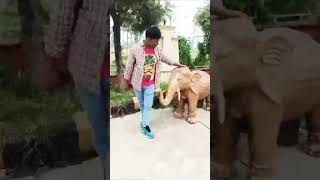 Haathi Mere Saathi song hindisong bollywood 🦣shivkumar [upl. by Erbes658]