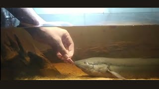 Feeding My African Lungfish Protopterus annectens  quotThe Swamp Thingquot [upl. by Ramel816]