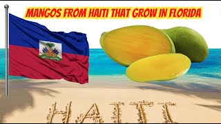 Mangos from Haiti That Grow In Florida [upl. by Flieger]