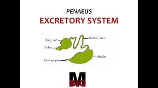 PENAEUS EXCRETORY SYSTEM [upl. by Atiugal]