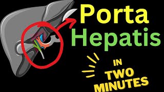 Porta Hepatis  IN TWO MINUTES [upl. by Retsevel]