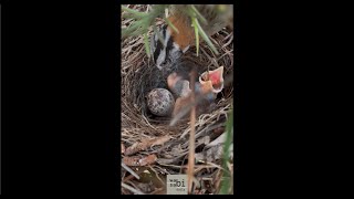 Parental care by rufouscollared sparrow Zonotrichia capensis nestlings feeding and nest cleaning [upl. by Ban]