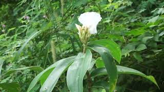 Cheilocostus speciosus [upl. by Sandell]