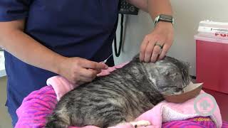 How to Give Subcutaneous Fluids to Your Cat at Home [upl. by Ahsinert]