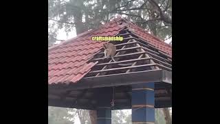 Monkey Roofer [upl. by Eannyl]