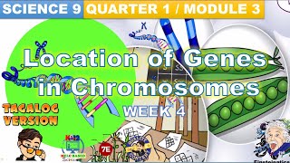 GRADE 9 SCIENCE Quarter 1 Module 3 Location of Genes in Chromosomes MELC Based Einsteinatics Tv [upl. by Eniamraj]