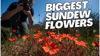 Finding the worlds biggest Sundew flower  Botany VLOG [upl. by Delbert939]